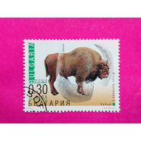 Болгария. Зубр. ( 1 марка ) 2000 года. 4-14.
