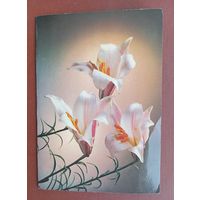 СССР, 1986 г., открытка, лилии