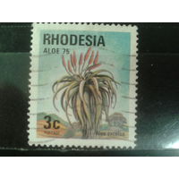 Родезия, 1975. Алоэ