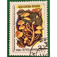 СССР 1986. Ядовитые грибы. Ложноопенок серно-желтый