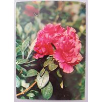 Рододендрон. Открытка, 1983