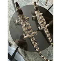 Чучело крокодила