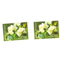 Марка Чубушник 'Эльбрус'