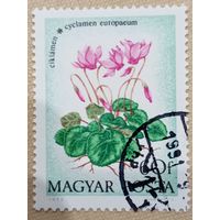 Венгрия 1973. Флора. Цветы. Cyclamen Europaeum