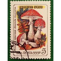 СССР 1986. Ядовитые грибы. Мухомор красный
