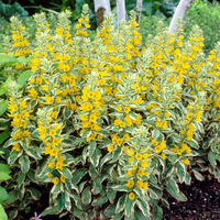 Вербейник вариегатный