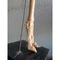 Макет из кости. Конечность овцы.