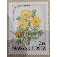 Венгрия 1973. Флора. Цветы. Adonis Vernalis. Марка из серии