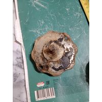 Лот по Вермахту