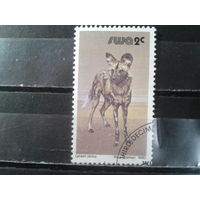 Юго-западная Африка, 1980.Дикая собака