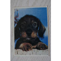 Календарик, 1994, Щенок (собака).