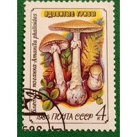 СССР 1986. Ядовитые грибы. Бледная поганка