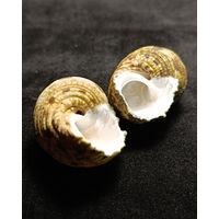 Ракушки Турбо Спарвериус - Turbo sparverius