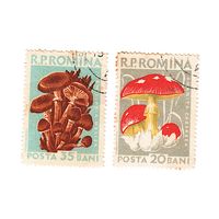 Румыния Грибы