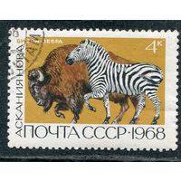 СССР 1968.. Заповедник Аскания Нова. Бизон и зебра