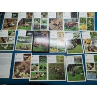 Открытка СССР. 18 шт. одним лотом.
