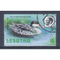 [2136] Лесото 1981. Фауна.Птицы.Утка. Гашеная марка.