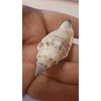 Ракушка маленькая (по одной штуке)