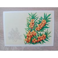 Куртенко 1980 чтстаян