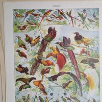 ПТИЦЫ. Энциклопедическая гравюра .OISEAUX  3. Франция нач.20в.