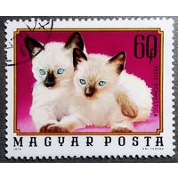 Марка Венгрия 1974 год Котята
