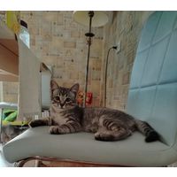 Тигровые котята в дар