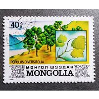 Марка Монголия 1982 год Деревья Монголии