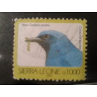 Сьерра-Леоне, 2006. Синий сорокопут-кукушка