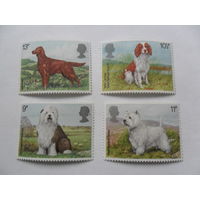 Великобритания, собаки