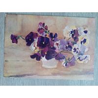 1959. Масленникова. Анютины глазки