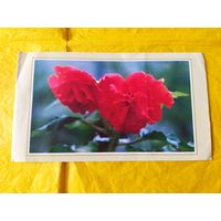 С новым годом. КНДР