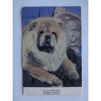 Календарик 1995 г.  Чау-чау.