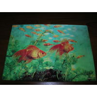 Стерео Рыбки аквариумные Золотая рыбка США чистая