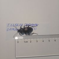 Гладкая жужелица (carabus glabratus)- для энтомологии , насекомые