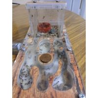 Колония муравьев с формикарием, кормом..