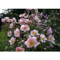 Анемона японская. Многолетник