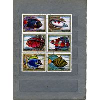 МАНАМА, 1971,  рыбы  6м  в сцепке   гашен