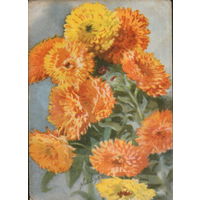 Подписанная открытка 1958г. Польша "Ноготки" худ. Матей Неринг