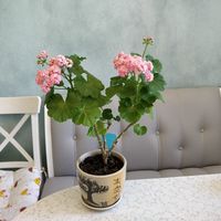 Розебудная цветущая герань Antique Rose