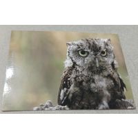 Посткроссинг. Открытка из Германии: западная совка  (10х15). Прошла почту. Художественная марка, чёткий штемпель.