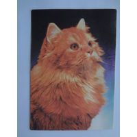 Календарик 1997 г. Рыжий кот.