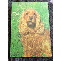 Английский кокер-спаниель