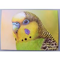 Волнистый попугай. Из серии"Домашние питомцы". Открытка, глянец