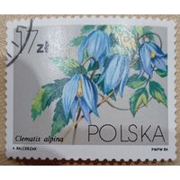 Польша 1984. Флора. Цветы. Clematis Alpina. Марка из серии