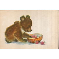 Чистая открытка 1968г. "Медвежонок" худ. Л. Гамбургер