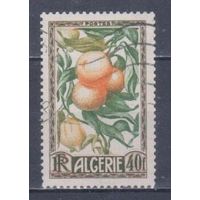 [855] Французские колонии. Алжир 1950. Флора.Плоды.Апельсины. Гашеная марка.