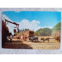 Этнография. Куба, Гавана. Взвешивание и перегрузка сахарного тростника с повозок на поезд