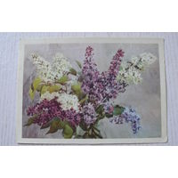 Купецио К., Сирень; 1960, чистая, ДМПК, герб красный, штамп переоценки.