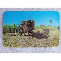 Этнография. Куба, Кана-де-Азукар. Сахарный тростник