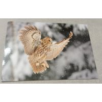 Посткроссинг. Открытка "Приземление неясыти (10х15). Прошла почту. Марки, чёткий штемпель.